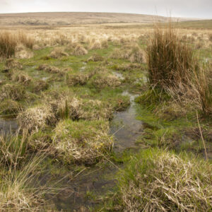 Bog on Dartmoor at Broad Marsh