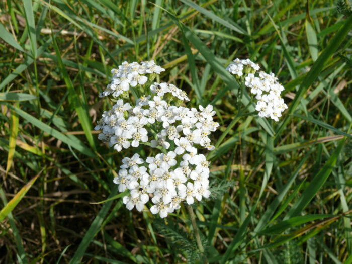 Achillea-millefolium-yarrow