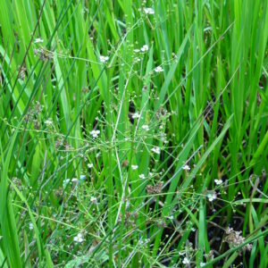 Alisma-plantago-Water-Plantain