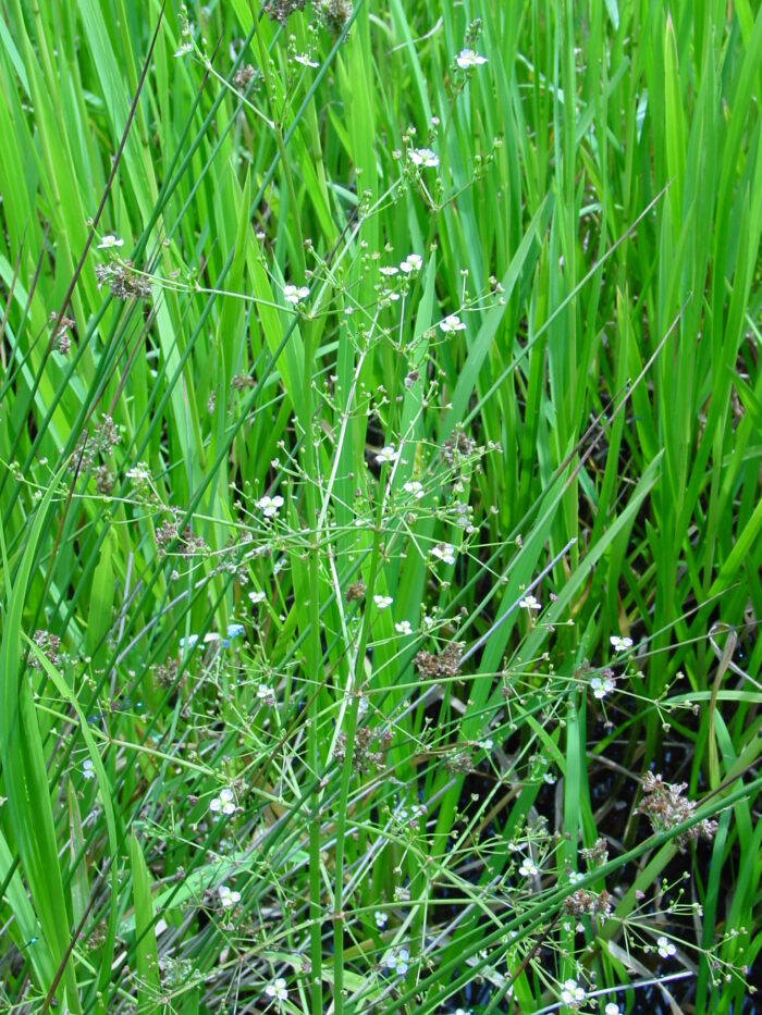 Alisma-plantago-Water-Plantain