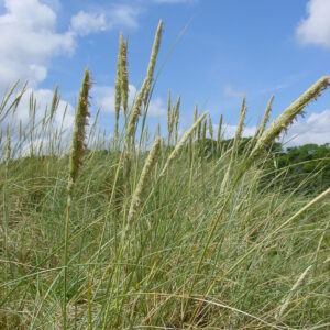 Ammophila-arenaria-marram-grass