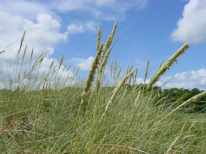Ammophila-arenaria-marram-grass