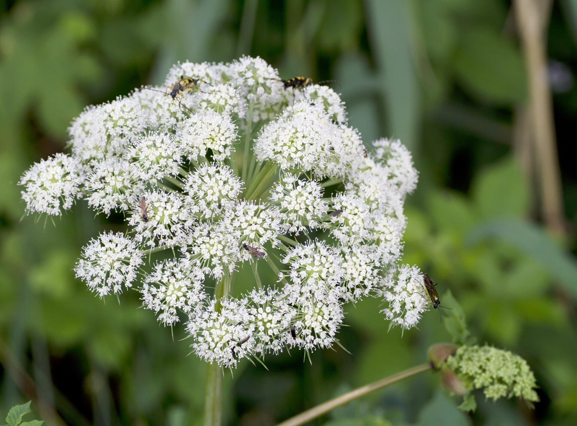 Wild Angelica (A. sylvestris)