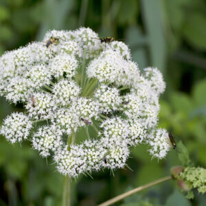 Wild Angelica (A. sylvestris)