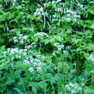 Anthricus-sylvestris-cow-parsley