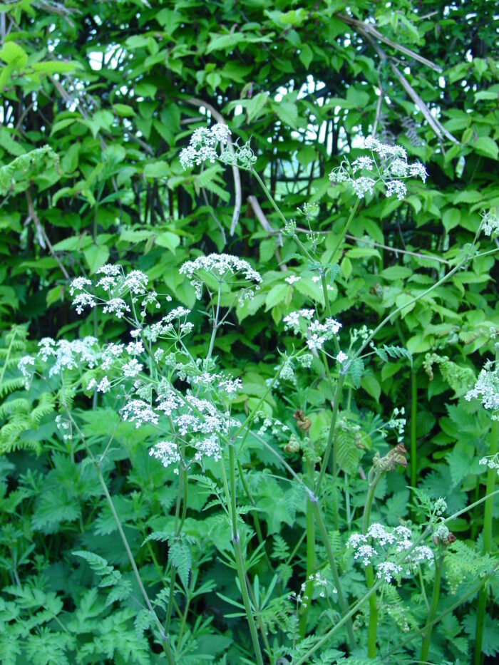 Anthricus-sylvestris-cow-parsley