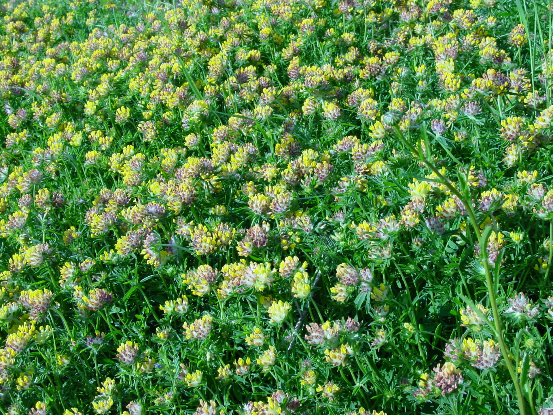 Anthyllis-vulneraria-kidney-vetch