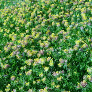 Anthyllis-vulneraria-kidney-vetch