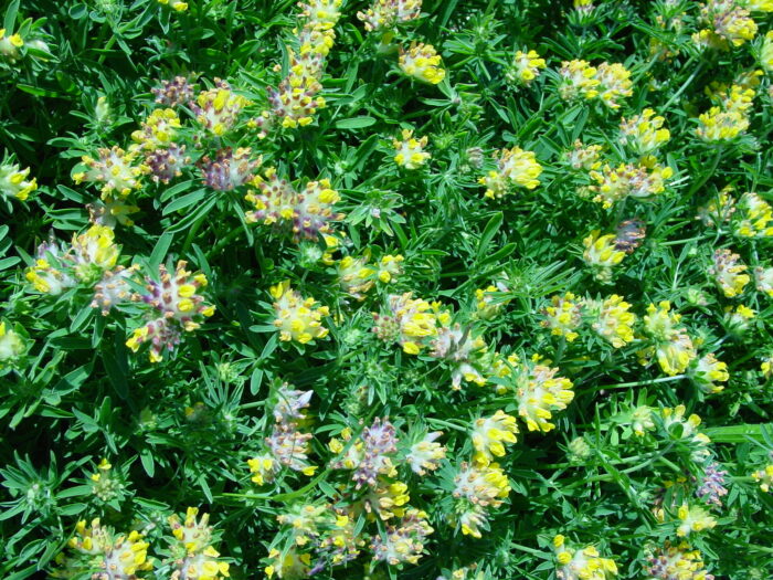 Anthyllis-vulneraria-kidney-vetch