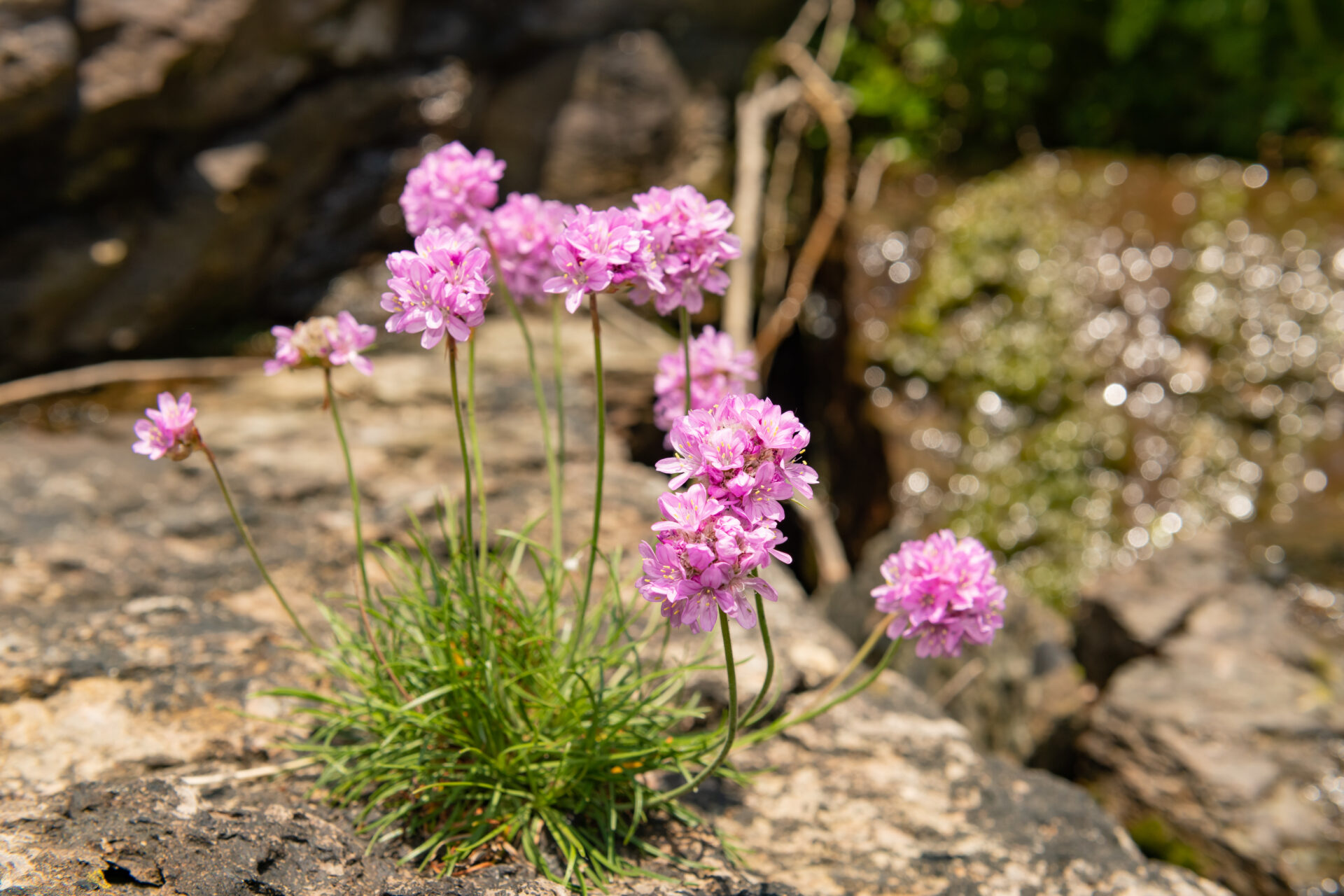 Thrift (armeria maritima) flowers