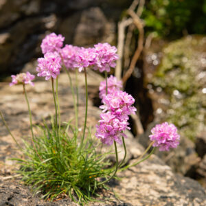 Thrift (armeria maritima) flowers