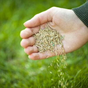 A hand pouring grass seeds to the ground