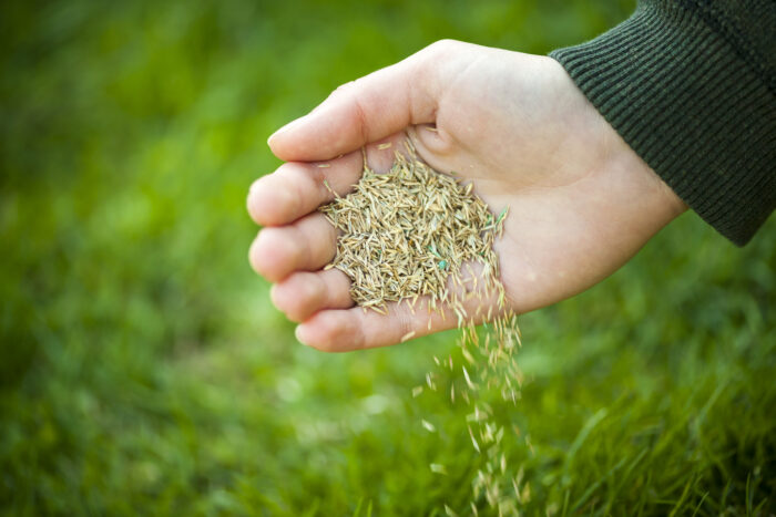 A hand pouring grass seeds to the ground