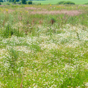 Sunny meadow with blossom carpet of ox-eye daisy flowers
