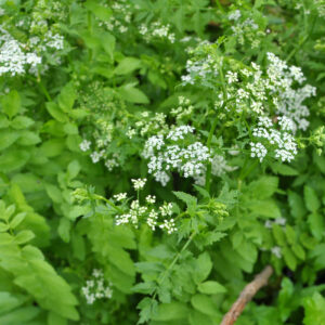 Berula erecta grows in nature