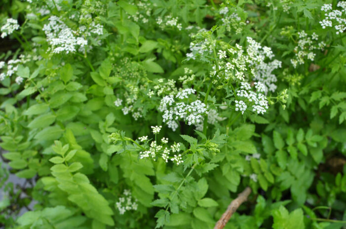 Berula erecta grows in nature