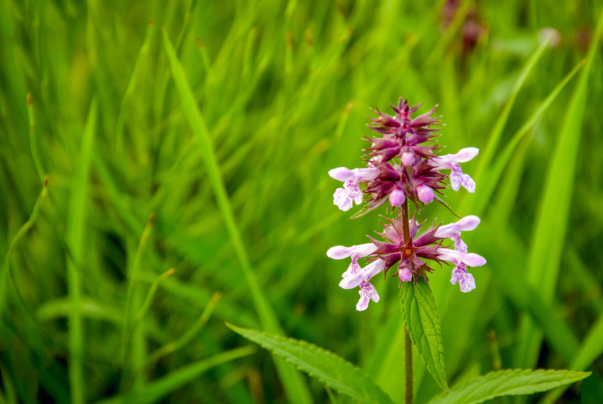 Budding and flowering common hedgenettle between grasses