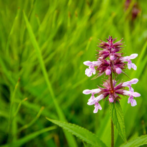 Budding and flowering common hedgenettle between grasses