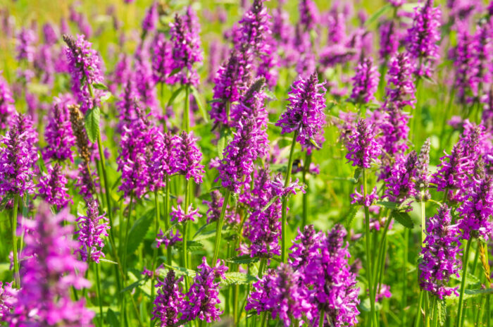 Summer landscape. Betonica Officinalis