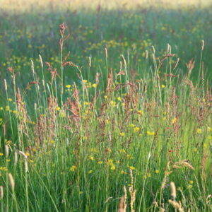 Long grasses and wild flowers in a meadow in summer, in golden evening sunshine