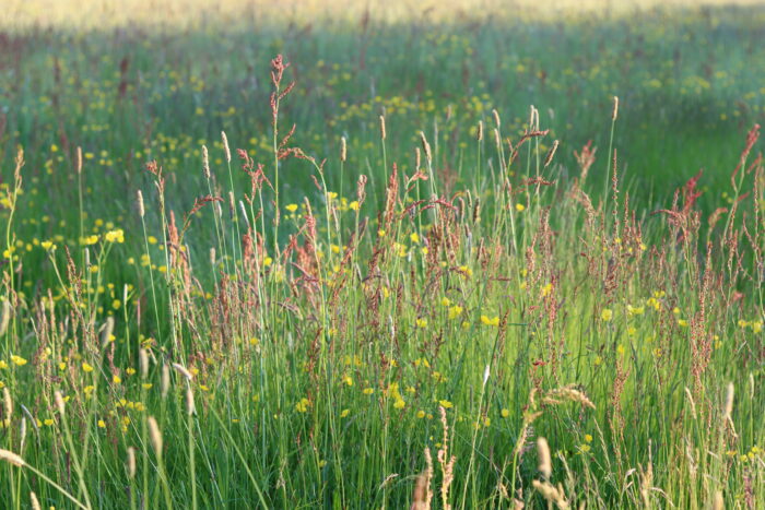 Long grasses and wild flowers in a meadow in summer, in golden evening sunshine