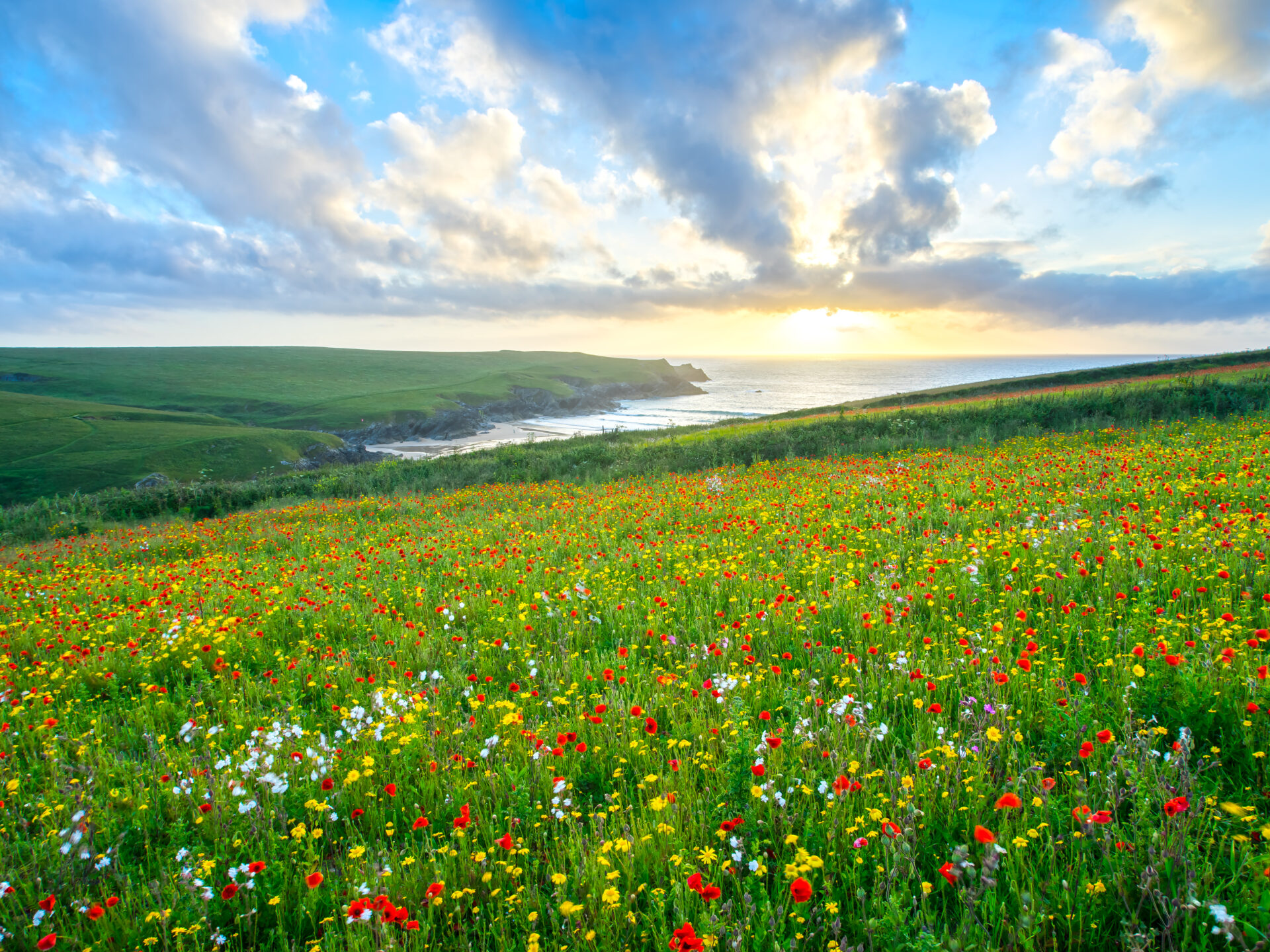 Wild flowers at Porth Joke Cornwall