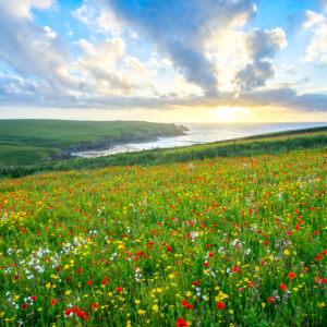 Wild flowers at Porth Joke Cornwall