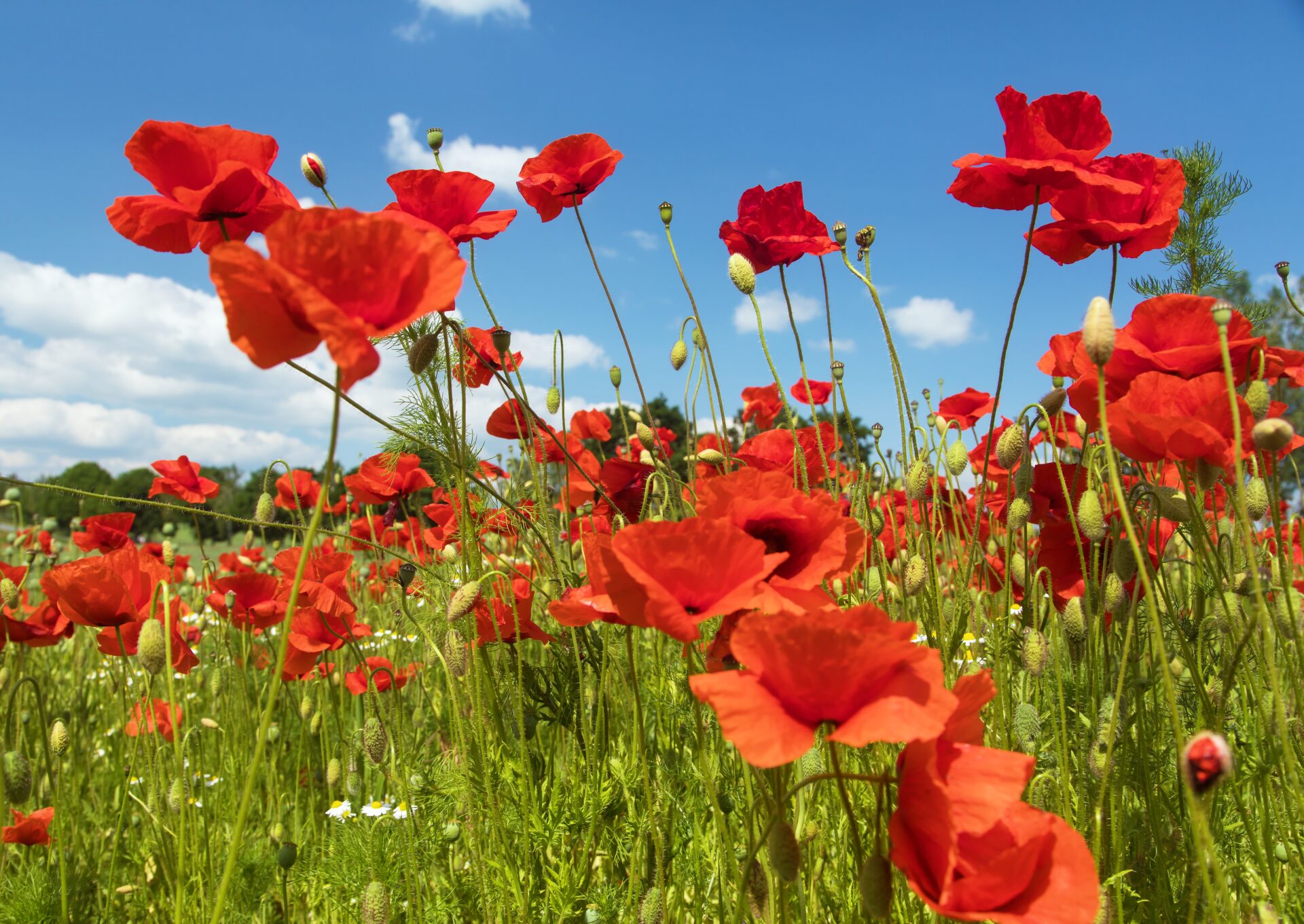 field of red poppies or Common poppy