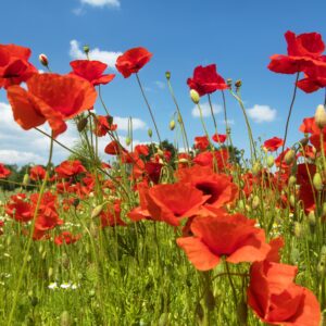 field of red poppies or Common poppy