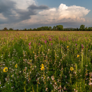 Ashy Sunflower (Helianthus mollis), Gayfeather (Liatris pycnostachya) and Hoary Pea (Tephrosia anobrychoides), H.E. Flanagan Prairie, AR