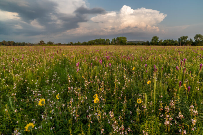 Ashy Sunflower (Helianthus mollis), Gayfeather (Liatris pycnostachya) and Hoary Pea (Tephrosia anobrychoides), H.E. Flanagan Prairie, AR