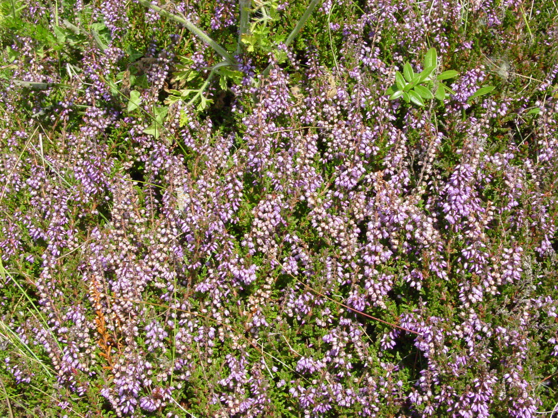 Calluna-vulgaris-heather