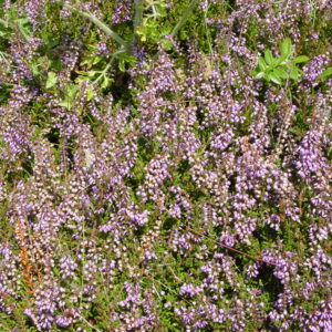 Calluna-vulgaris-heather