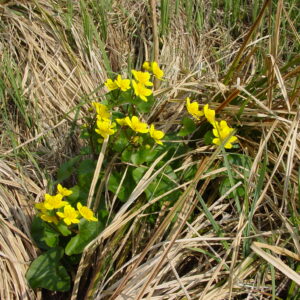 Caltha-palustris-marsh-marigold