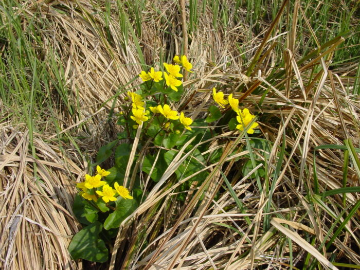 Caltha-palustris-marsh-marigold