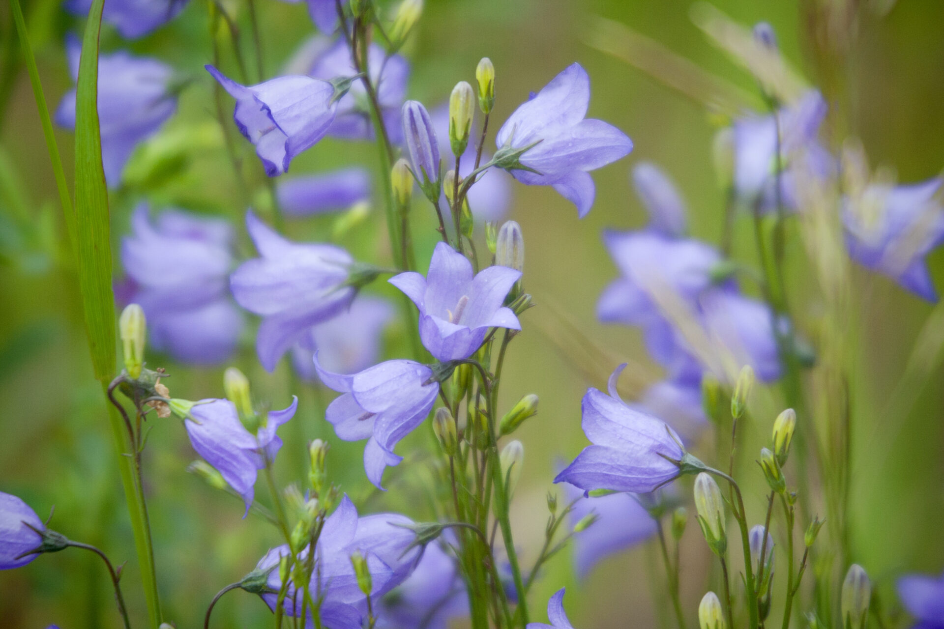 Blue Prairie Harebells Wild Flowers