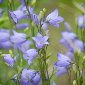 Blue Prairie Harebells Wild Flowers