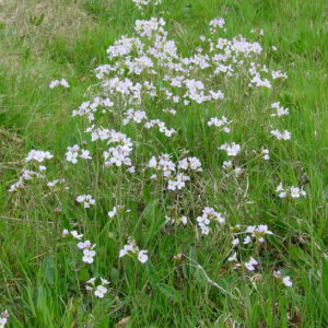 Cardamine-pratensis-ladies-smock