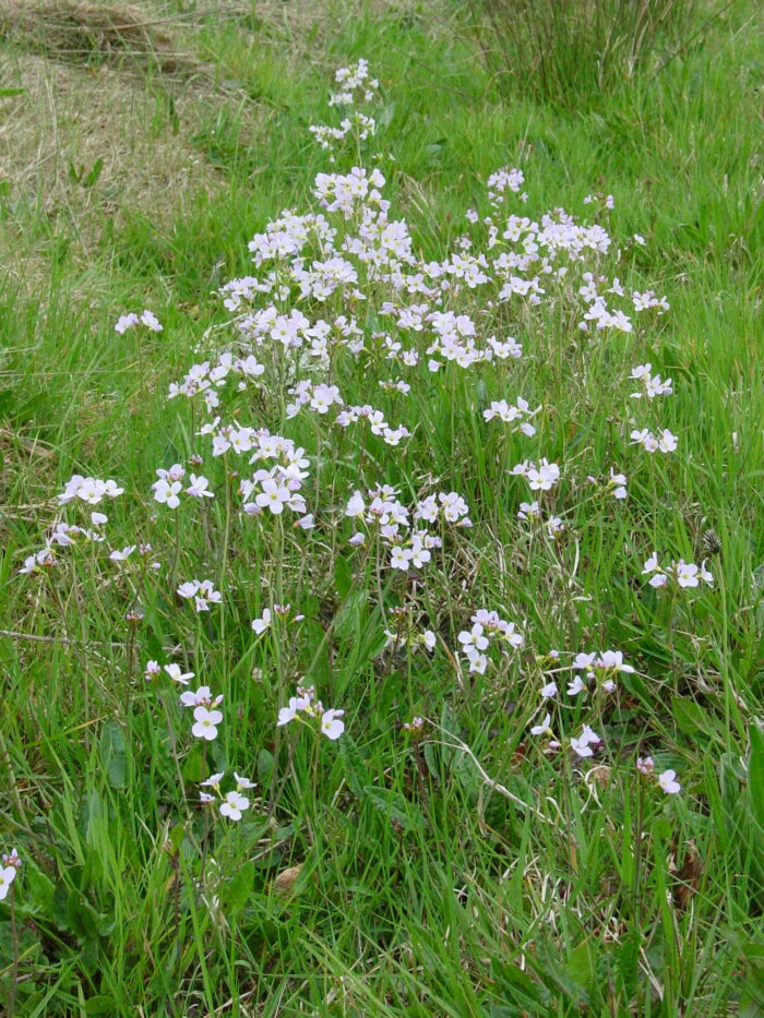 Cardamine-pratensis-ladies-smock