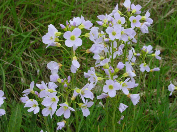 Cardamine-pratensis-ladies-smock