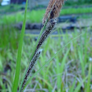 Carex-acutiformis-lesser-pond-sedge