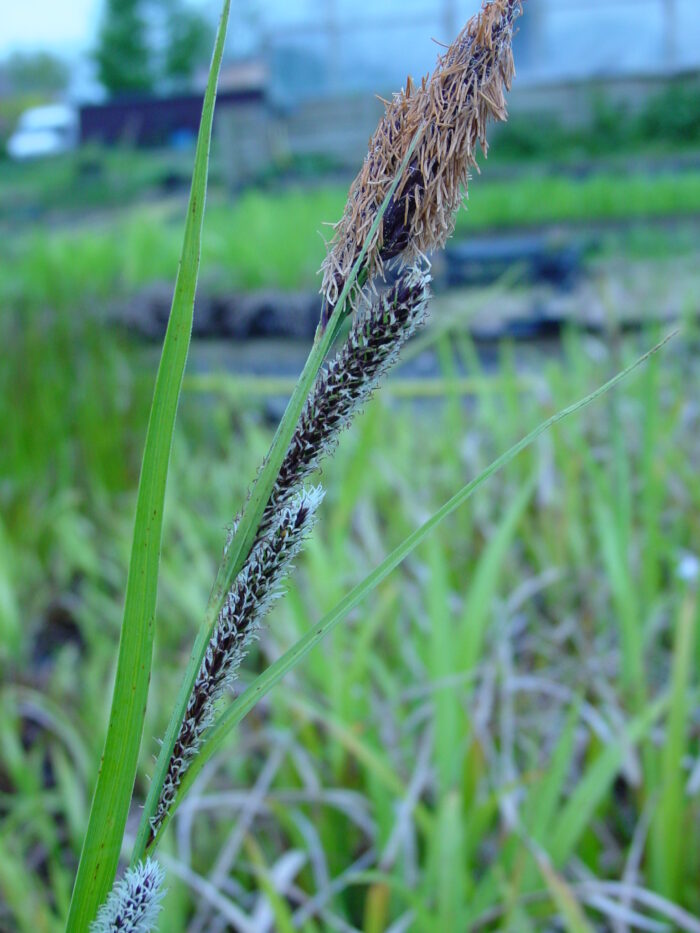 Carex-acutiformis-lesser-pond-sedge