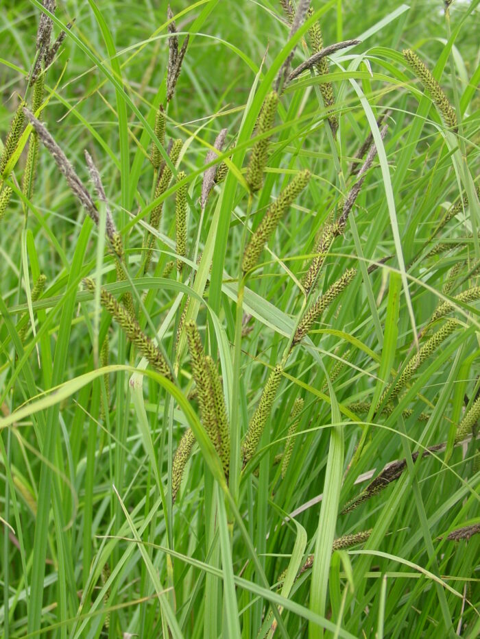 Carex-acutiformis-lesser-pond-sedge
