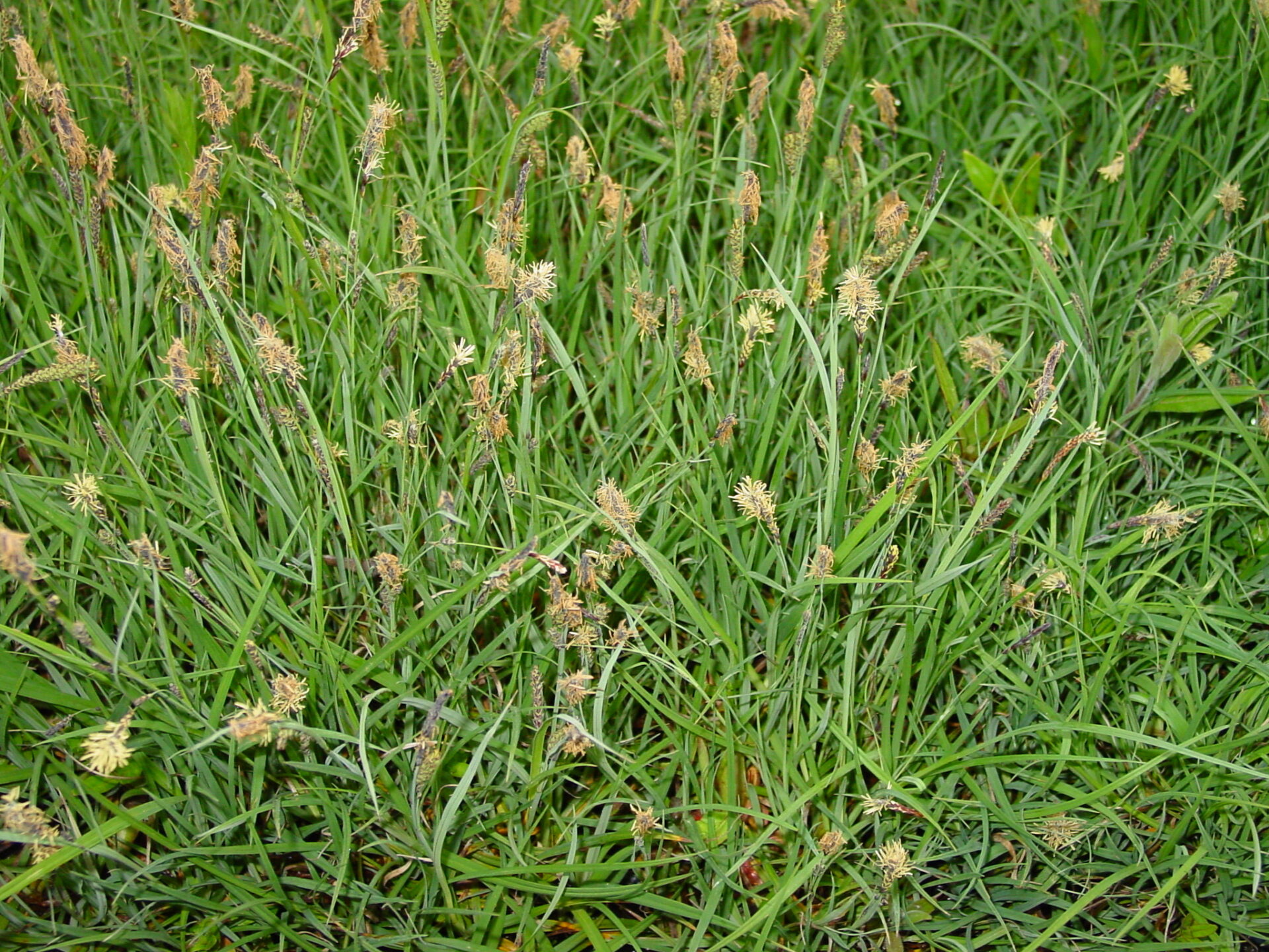 Carex-flacca-glaucous-sedge