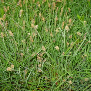 Carex-flacca-glaucous-sedge