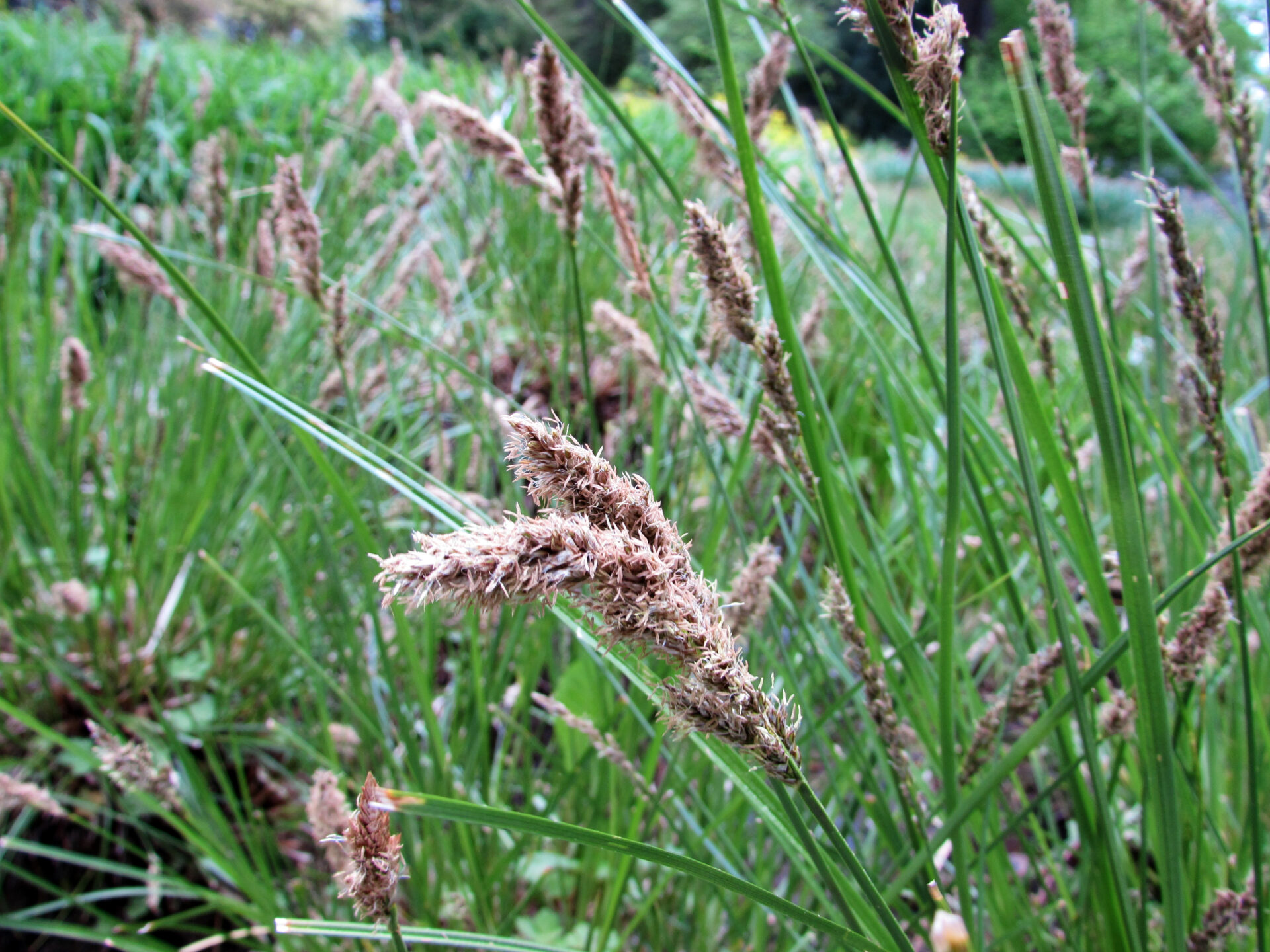 Carex paniculata