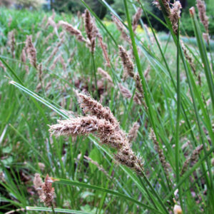 Carex paniculata