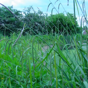 Carex-pendula-pendulous-sedge