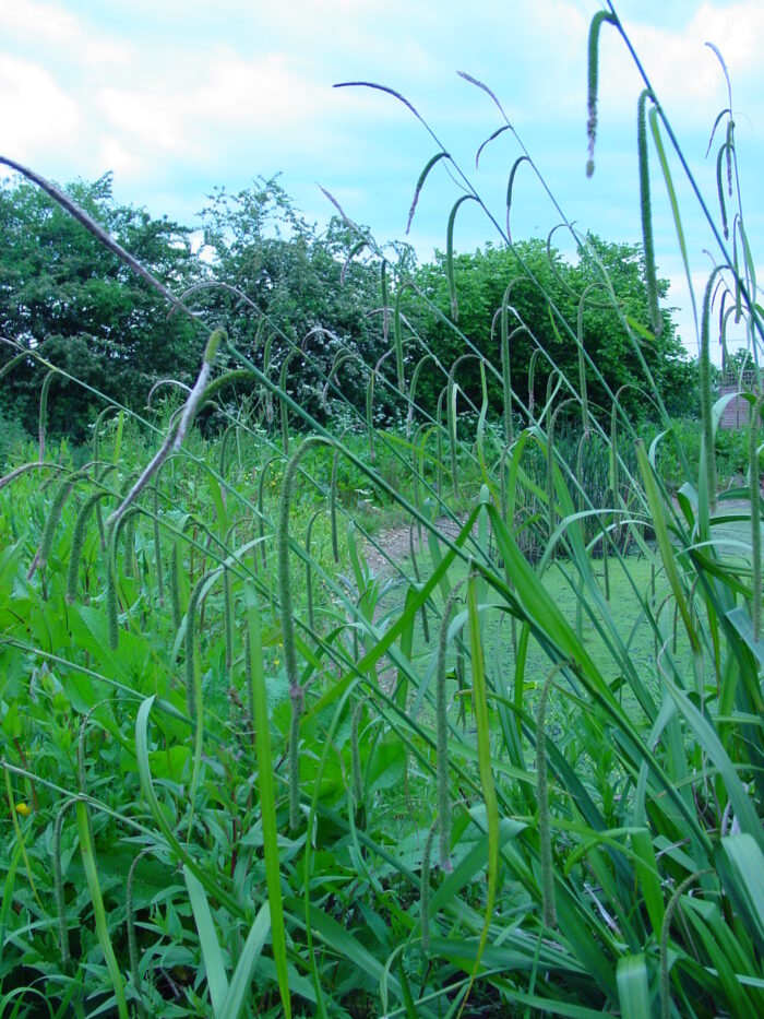 Carex-pendula-pendulous-sedge