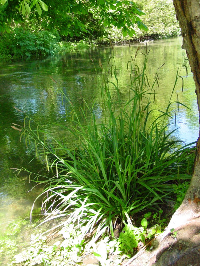 Carex-pendula-pendulous-sedge